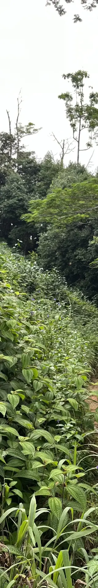 Teeplantagen in den Hügeln